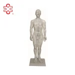 50cm Human Acupuncture Model