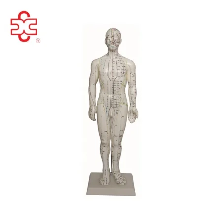 50cm Human Acupuncture Model