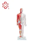 55CM Male Acupuncture Human Body Model with Muscle