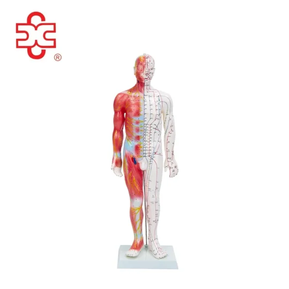 55CM Male Acupuncture Human Body Model with Muscle