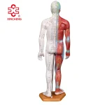 55CM Male Acupuncture Human Body Model with Muscle