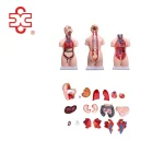 55CM Unisex Torso 20 Parts PVC Human Body Model Xincheng Brand Model XC-209 for Medical Science Anatomical Study