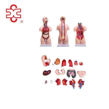 55CM Unisex Torso 20 Parts PVC Human Body Model Xincheng Brand Model XC-209 for Medical Science Anatomical Study
