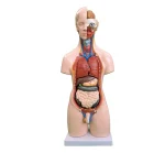 55CM Unisex Torso 20 Parts PVC Human Body Model Xincheng Brand Model XC-209 for Medical Science Anatomical Study