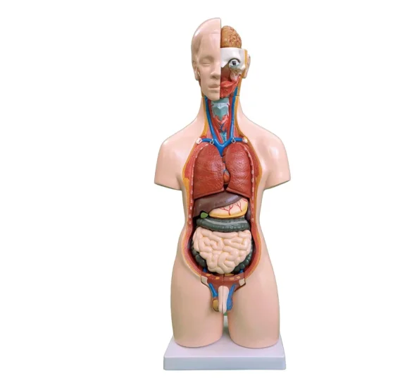 55CM Unisex Torso 20 Parts PVC Human Body Model Xincheng Brand Model XC-209 for Medical Science Anatomical Study