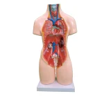 55CM Unisex Torso 20 Parts PVC Human Body Model Xincheng Brand Model XC-209 for Medical Science Anatomical Study