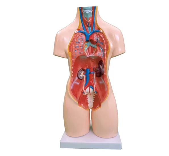 55CM Unisex Torso 20 Parts PVC Human Body Model Xincheng Brand Model XC-209 for Medical Science Anatomical Study
