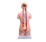 55CM Unisex Torso 20 Parts PVC Human Body Model Xincheng Brand Model XC-209 for Medical Science Anatomical Study