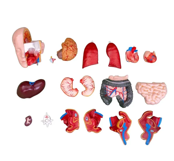 55CM Unisex Torso 20 Parts PVC Human Body Model Xincheng Brand Model XC-209 for Medical Science Anatomical Study