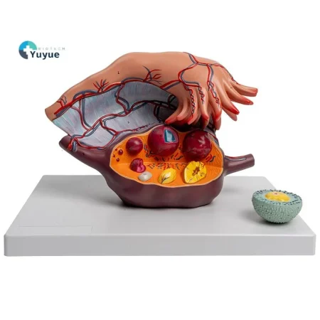 5X Enlarged Ovary Anatomical Model | Follicle Development & Reproductive Structure Display