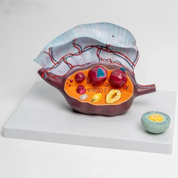 5X Enlarged Ovary Anatomical Model | Follicle Development & Reproductive Structure Display