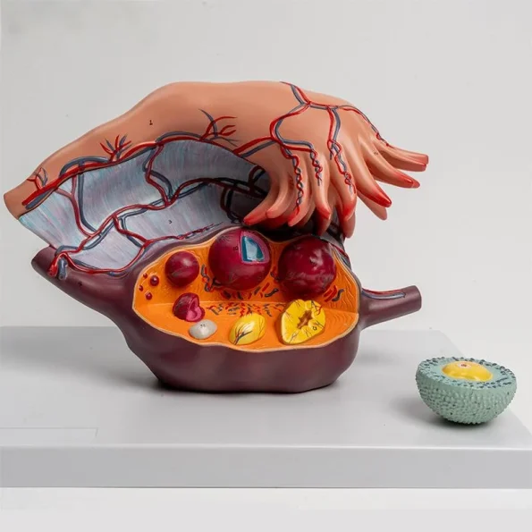 5X Enlarged Ovary Anatomical Model | Follicle Development & Reproductive Structure Display