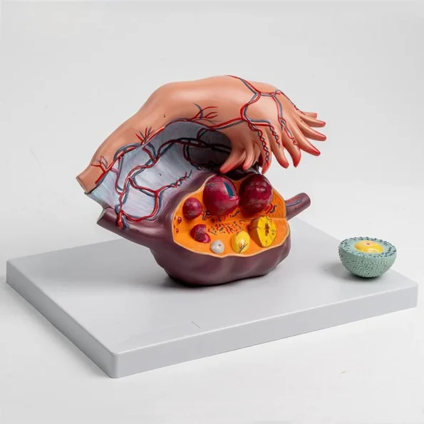 5X Enlarged Ovary Anatomical Model | Follicle Development & Reproductive Structure Display