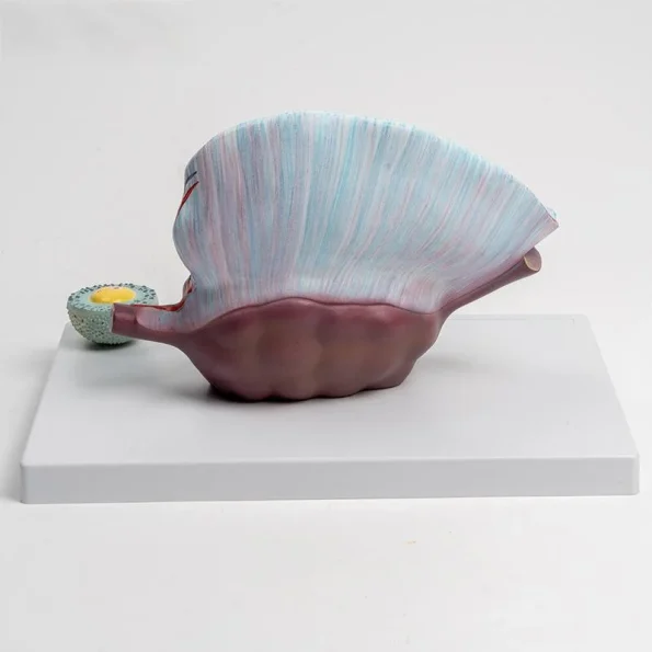 5X Enlarged Ovary Anatomical Model | Follicle Development & Reproductive Structure Display