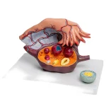 5X Enlarged Ovary Anatomical Model | Follicle Development & Reproductive Structure Display
