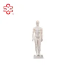 60CM Male Acupuncture Model