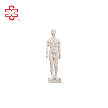 60CM Male Acupuncture Model