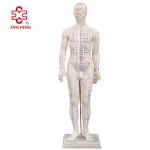 60CM Male Acupuncture Model