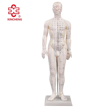 60CM Male Acupuncture Model