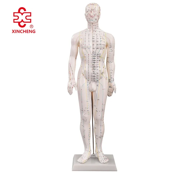 60CM Male Acupuncture Model