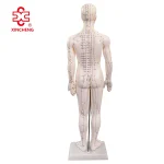 60CM Male Acupuncture Model