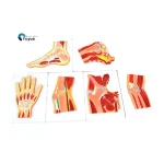 6Pcs Human Joint Section Anatomy Model Set Shoulder Hip Knee Hand Foot Nasal Cavity Cross Section Teaching Model