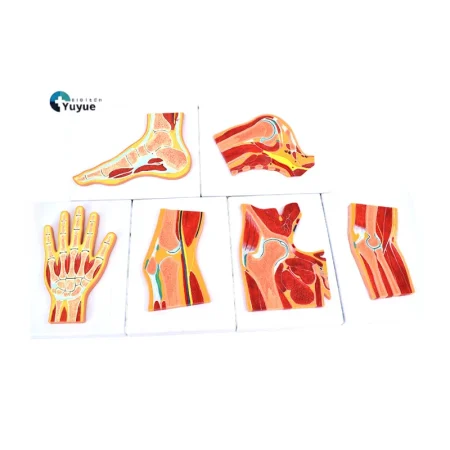 6Pcs Human Joint Section Anatomy Model Set Shoulder Hip Knee Hand Foot Nasal Cavity Cross Section Teaching Model