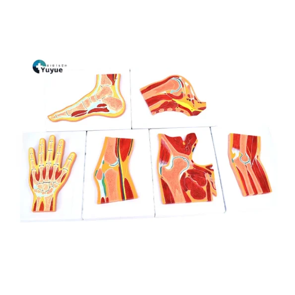 6Pcs Human Joint Section Anatomy Model Set Shoulder Hip Knee Hand Foot Nasal Cavity Cross Section Teaching Model