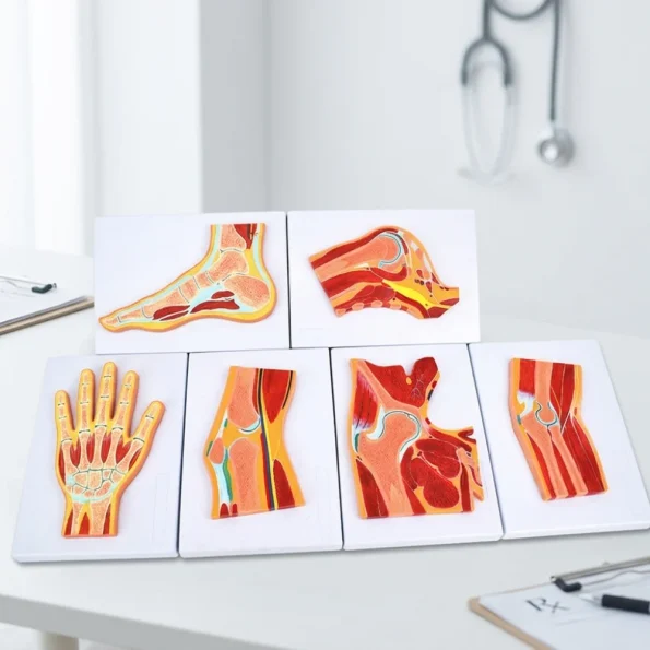 6Pcs Human Joint Section Anatomy Model Set Shoulder Hip Knee Hand Foot Nasal Cavity Cross Section Teaching Model