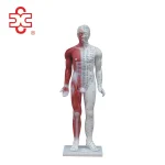 84cm PVC Human Acupuncture Manikin