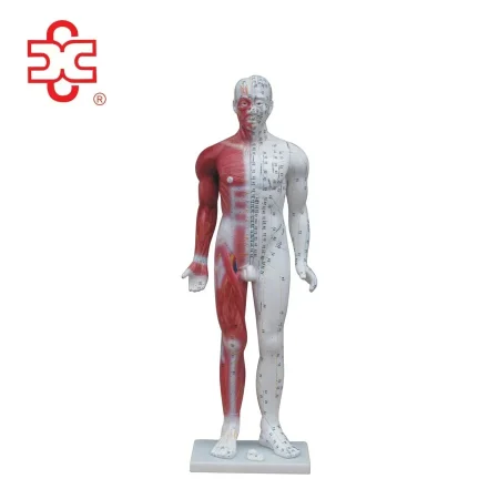 84cm PVC Human Acupuncture Manikin