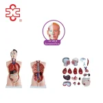 85CM Male Torso 19 Parts (European Face) PVC Material Medical School Teaching Model