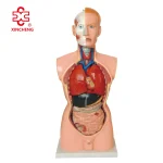85CM Male Torso 19 Parts (European Face) PVC Material Medical School Teaching Model