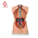 85CM Male Torso 19 Parts (European Face) PVC Material Medical School Teaching Model