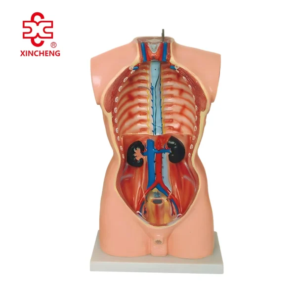 85CM Male Torso 19 Parts (European Face) PVC Material Medical School Teaching Model