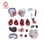 85CM Male Torso 19 Parts (European Face) PVC Material Medical School Teaching Model