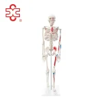 85cm PVC Human Anatomy Skeleton with Painted Muscles Medical Science ISO Certified 3-Year Warranty