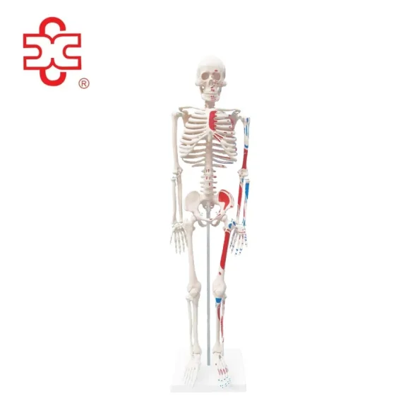 85cm PVC Human Anatomy Skeleton with Painted Muscles Medical Science ISO Certified 3-Year Warranty