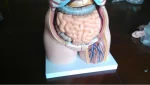 85CM Unisex Human Anatomy Torso Model with 23 Parts Advanced PVC Teaching Model