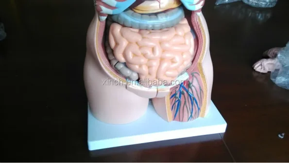 85CM Unisex Human Anatomy Torso Model with 23 Parts Advanced PVC Teaching Model
