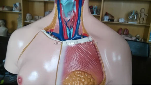 85CM Unisex Human Anatomy Torso Model with 23 Parts Advanced PVC Teaching Model