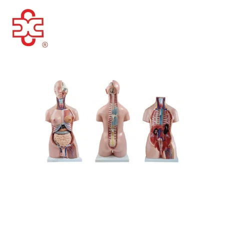 85CM Unisex Torso 32 Parts XC-208N