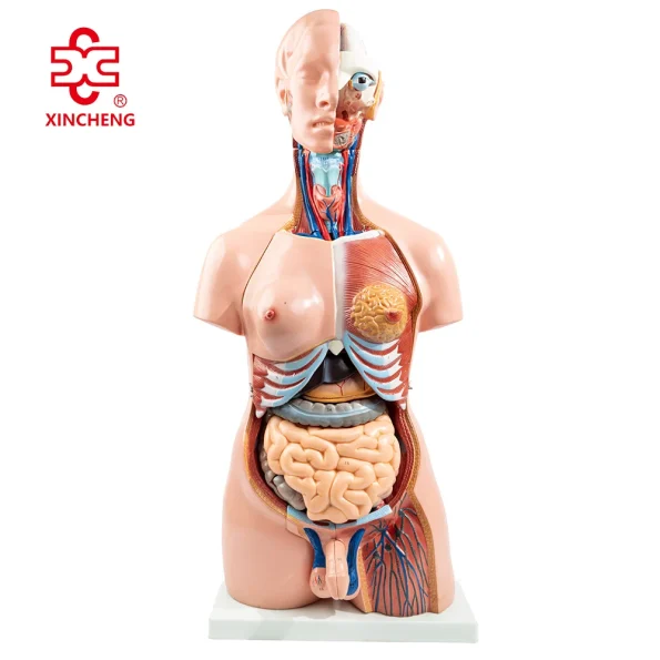 85CM Unisex Torso 32 Parts XC-208N
