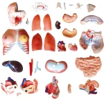 85CM Unisex Torso 32 Parts XC-208N