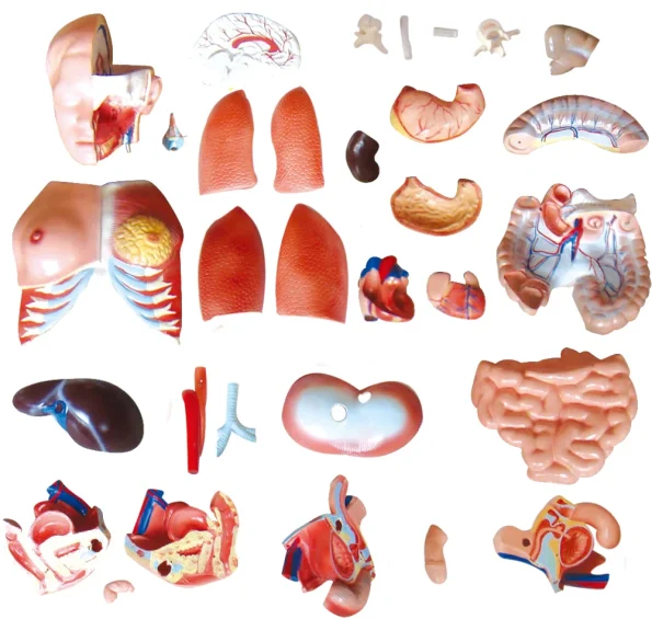 85CM Unisex Torso 32 Parts XC-208N