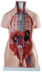 85CM Unisex Torso 32 Parts XC-208N