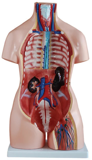 85CM Unisex Torso 32 Parts XC-208N