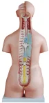 85CM Unisex Torso 32 Parts XC-208N