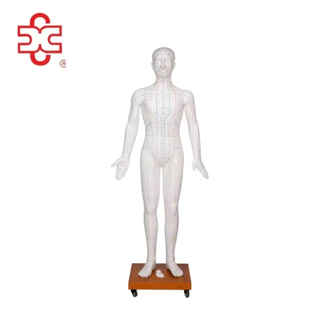 Acupuncture Manikin Model 178CM Fiber Glass Sexless XC-501B Xincheng