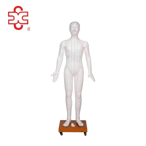 Acupuncture Manikin Model 178CM Fiber Glass Sexless XC-501B Xincheng